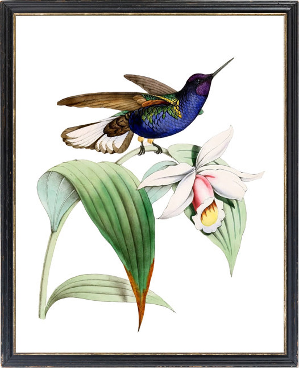 Vintage Hummingbird Orchid Botanical Art Natural History Poster - Image 3