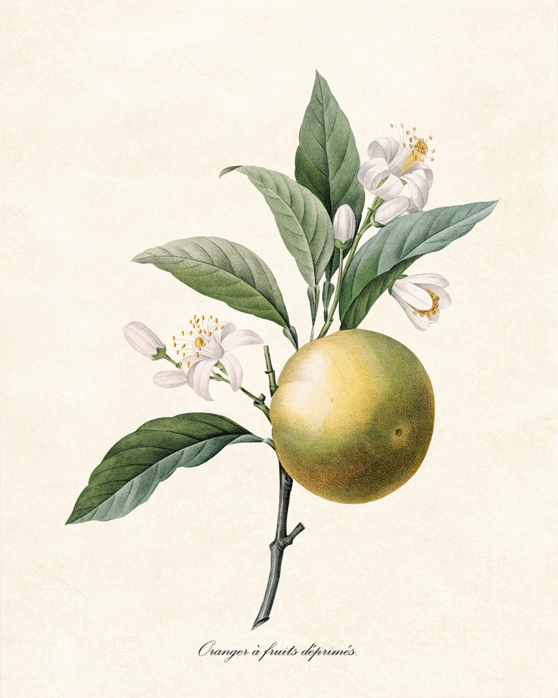 Orange Blossom Citrus Branch Vintage Botanical Flower Poster - Image 2
