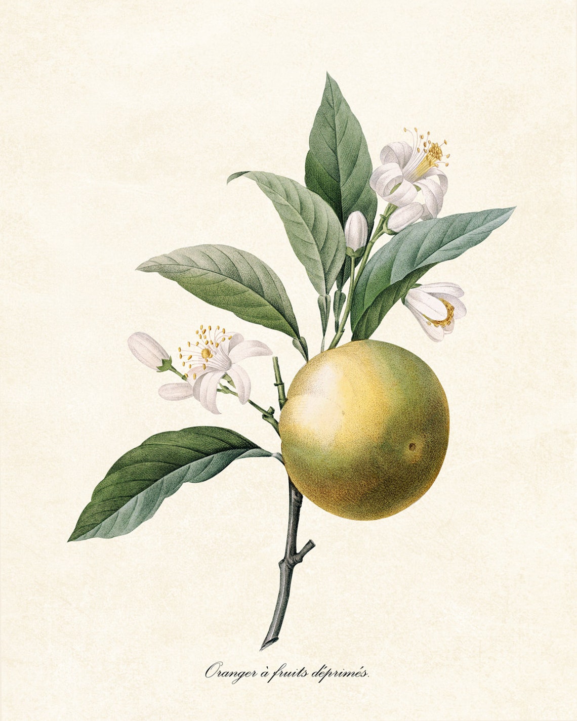 Orange Botanical Pj Redoute Art Oranger Antique Illustration Citrus Fruit Print Kitchen Wall Art - Image 2