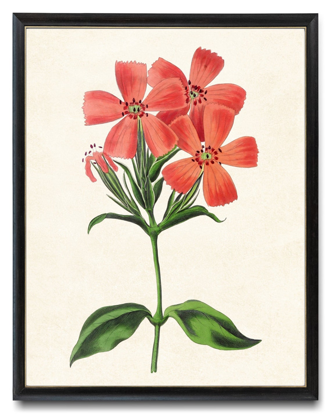Vintage Coral Star Flower Cluster Botanical Illustration Poster
