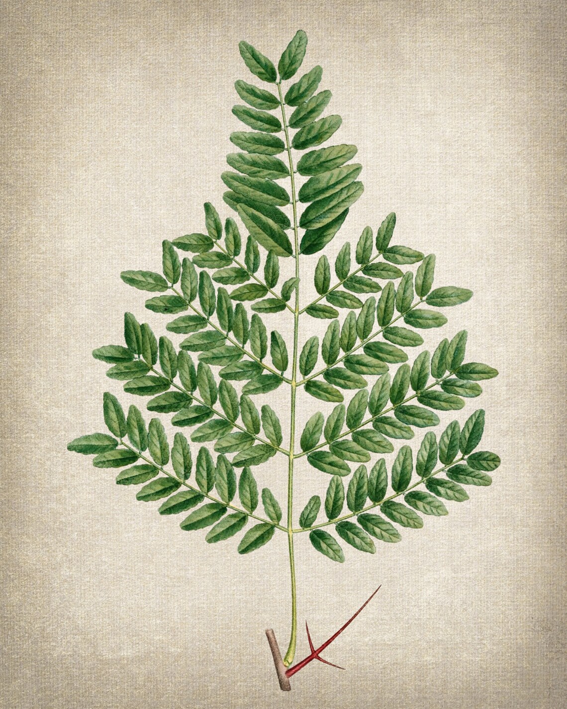Water Locust Thorny Branch Vintage Botanical Illustration Print - Image 2