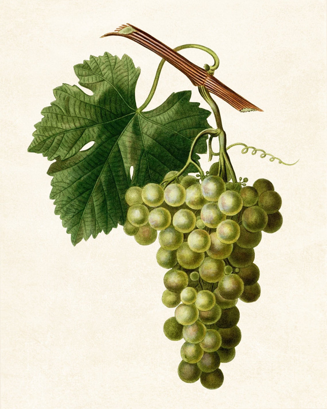 White Wine Grapes Vintage Botanical Fruit Illustration Art Poster - Image 2