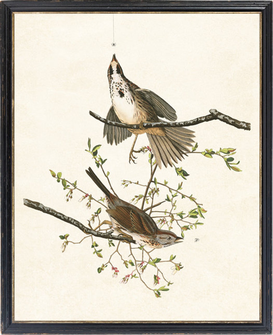 Song Sparrow Audubon Style Vintage Bird Illustration Pair Poster - Image 2