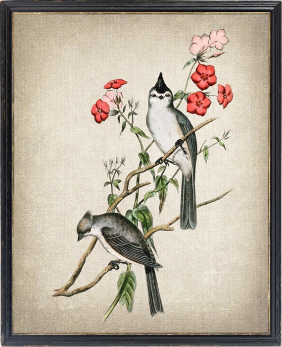 Crested Chickadee Vintage Illustration Art Print