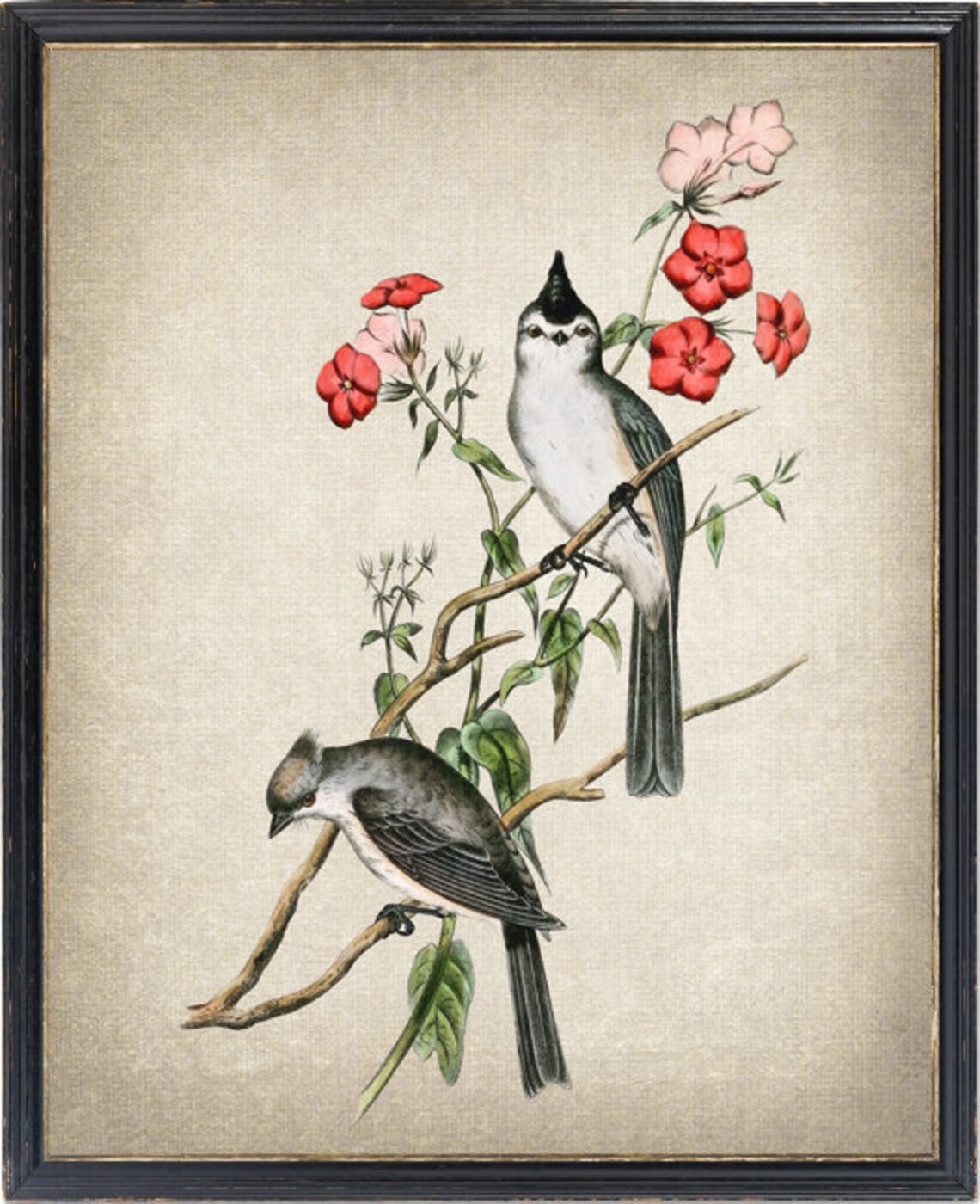 Crested Chickadee Vintage Illustration Art Print