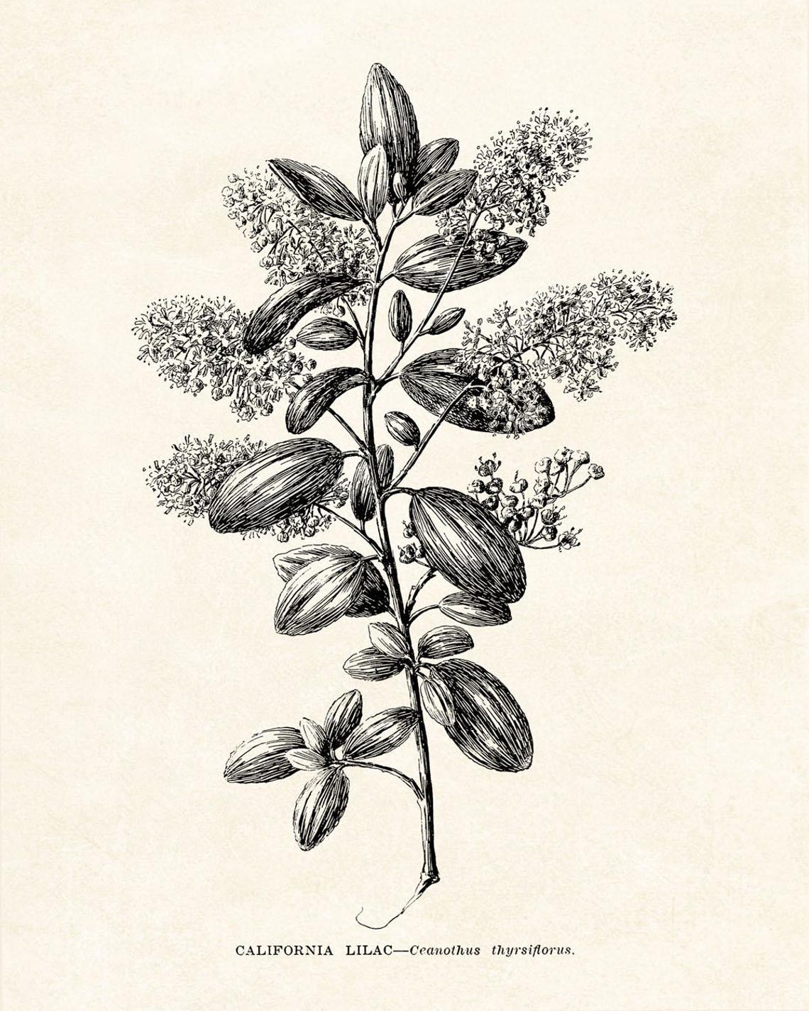 California Lilac Ceanothus Thyrsiflorus Botanical Line Art Poster - Image 2