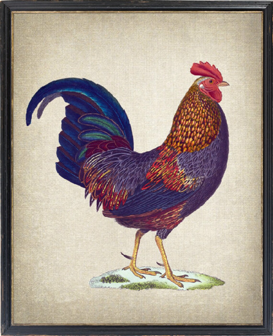 Rooster Antique Bird Illustration, Farmhouse Art Print
