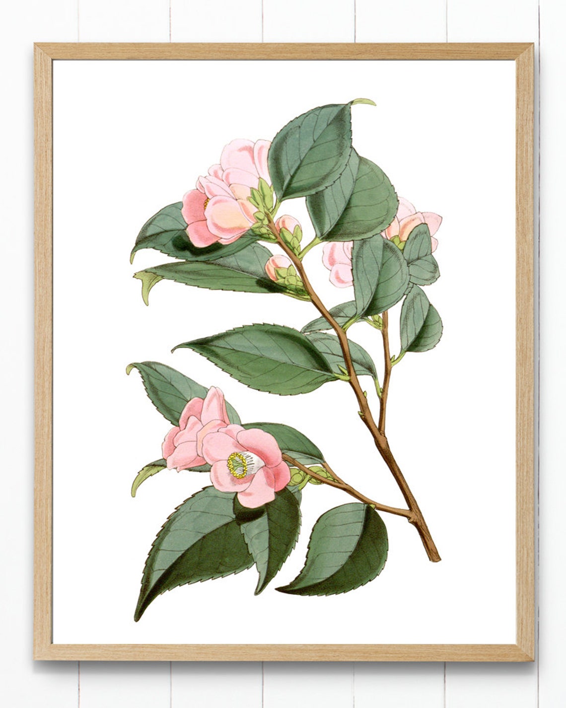 Pink Camellia Blossoms Classic Vintage Botanical Flower Poster - Image 4