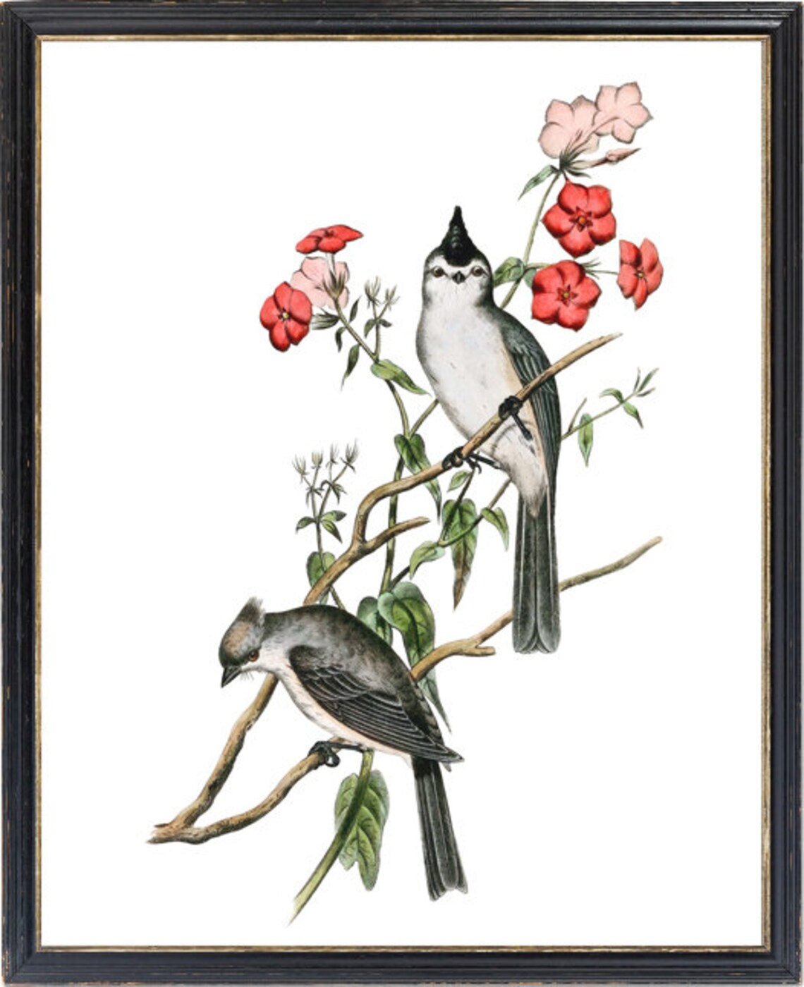 Crested Chickadee Vintage Illustration Art Print - Image 3
