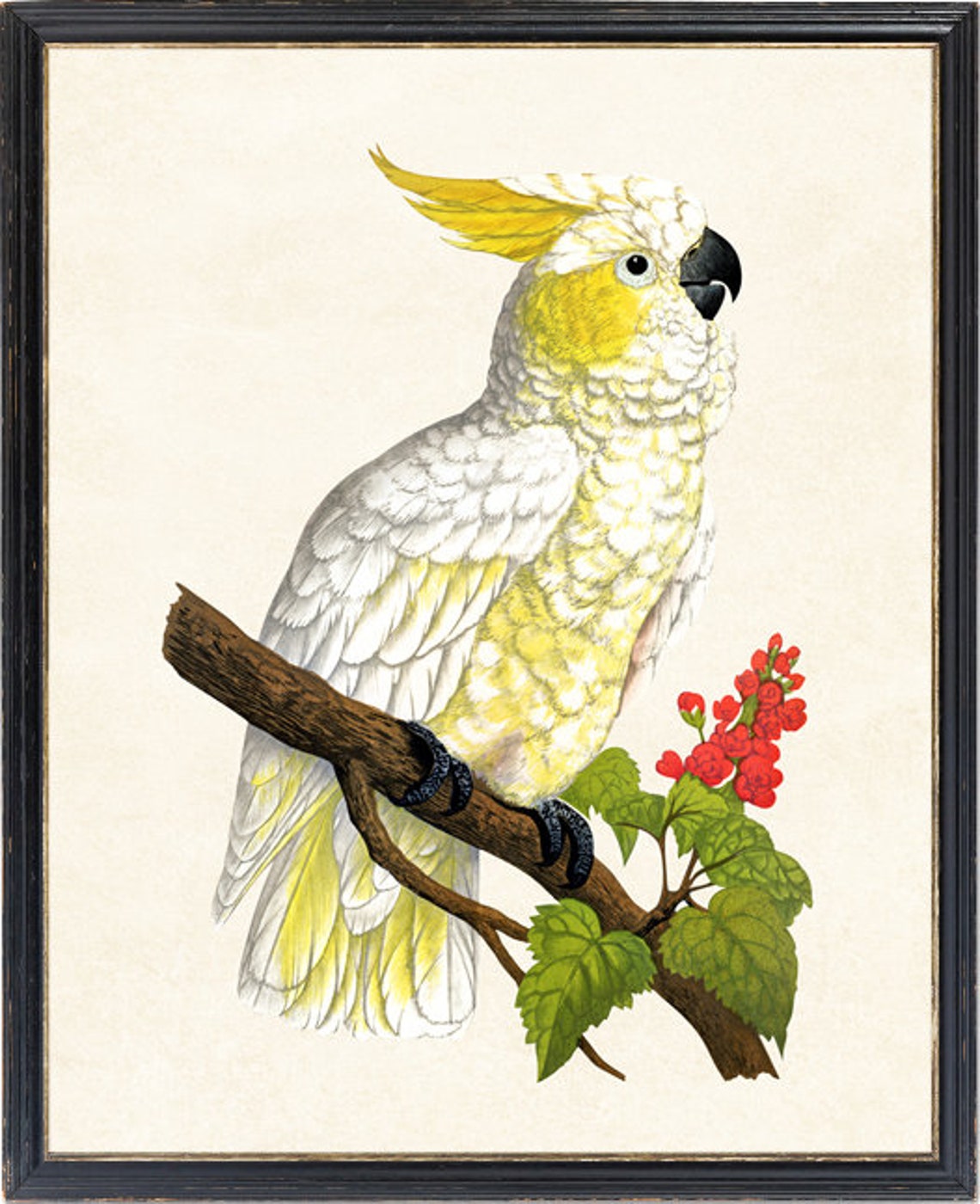 Lemon Crested Cockatoo Vintage Illustration White Parrot Poster - Image 4