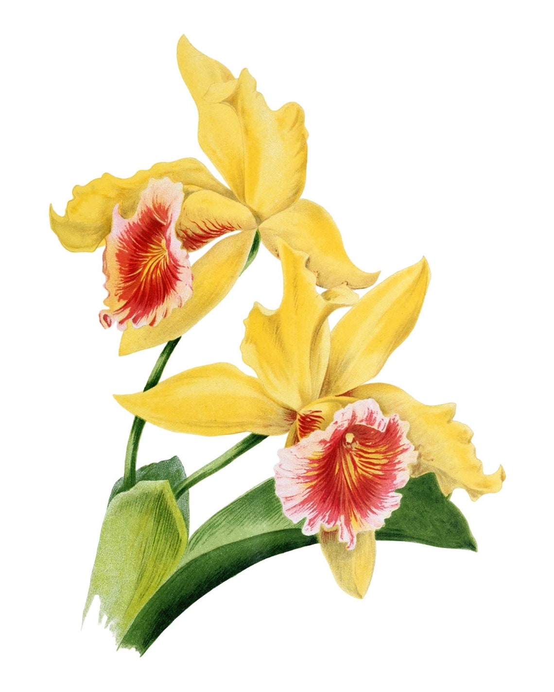 Yellow Cattleya Orchid Blooms Classic Vintage Botanical Poster - Image 2