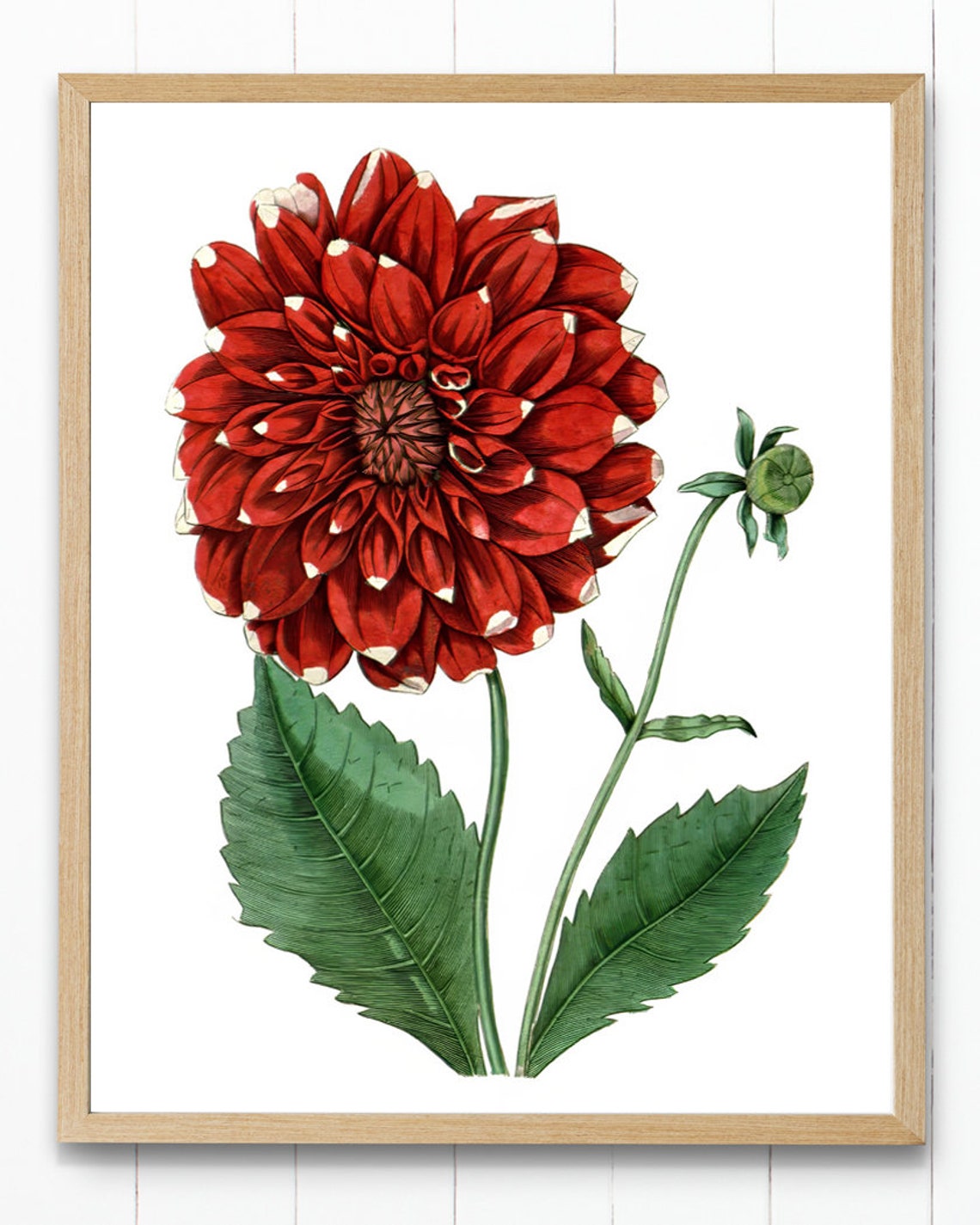 Red Dahlia Vintage Botanical Illustration Garden Flower Poster - Image 4