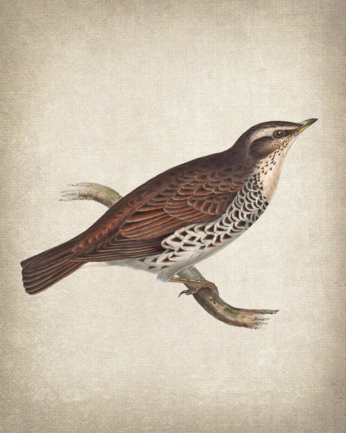 Naumanns Thrush On Branch Antique Natural History Vintage Bird Poster - Image 2