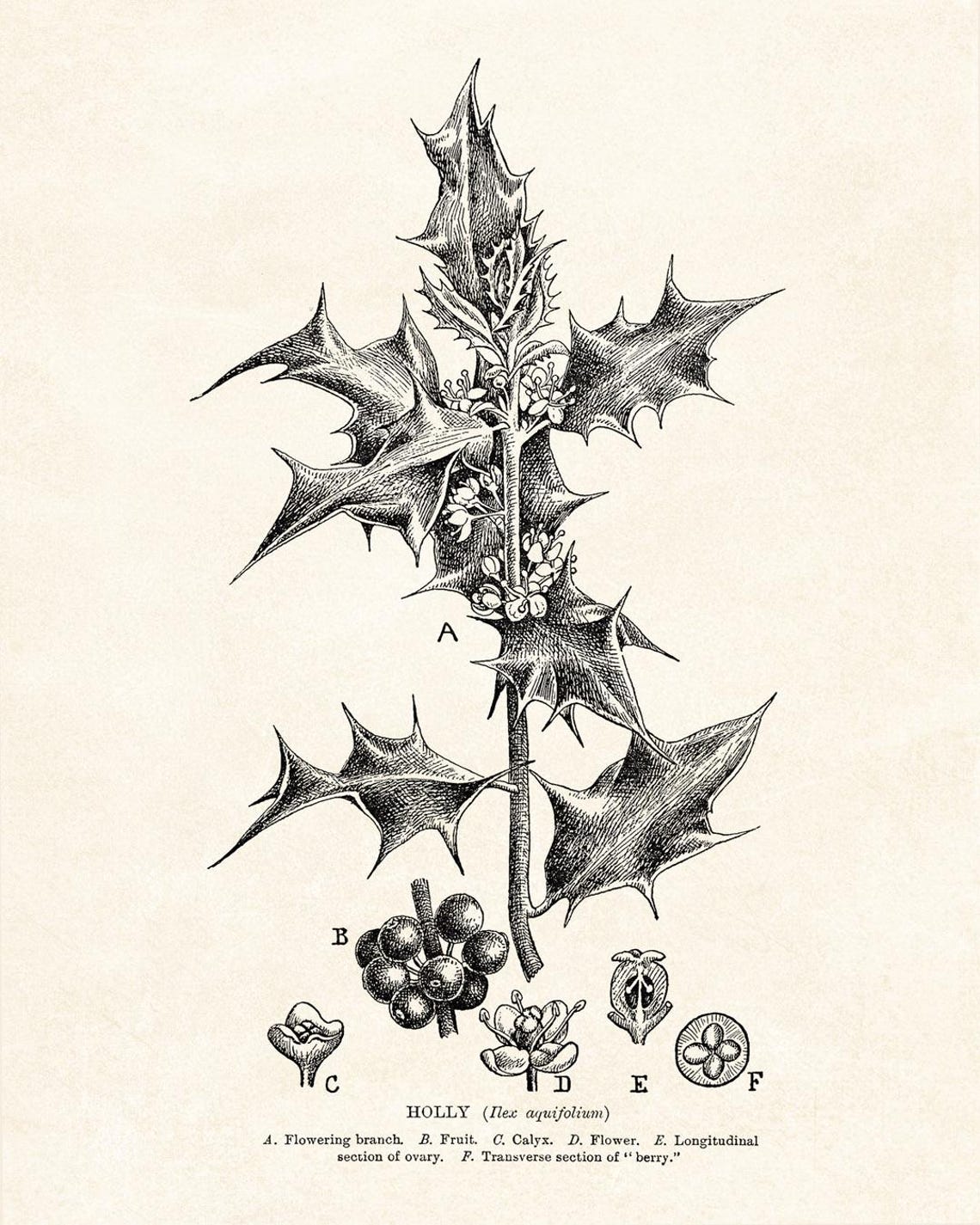Holly Botanical Study Vintage Line Art Drawing Christmas Wall Art - Image 2