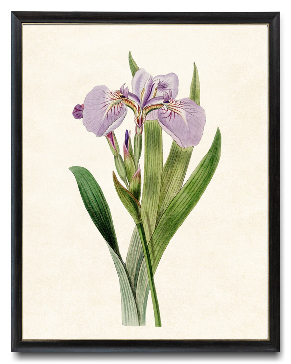 Vintage Lavender Purple Iris Flower Art Print