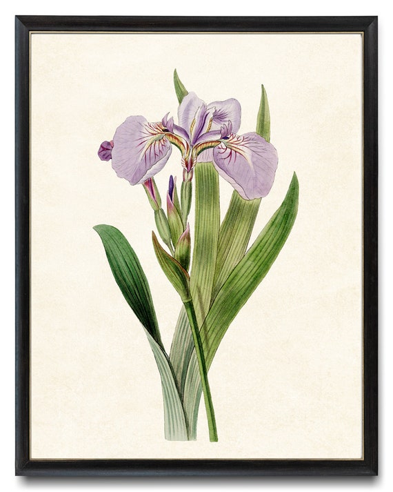 Vintage Lavender Purple Iris Flower Art Print