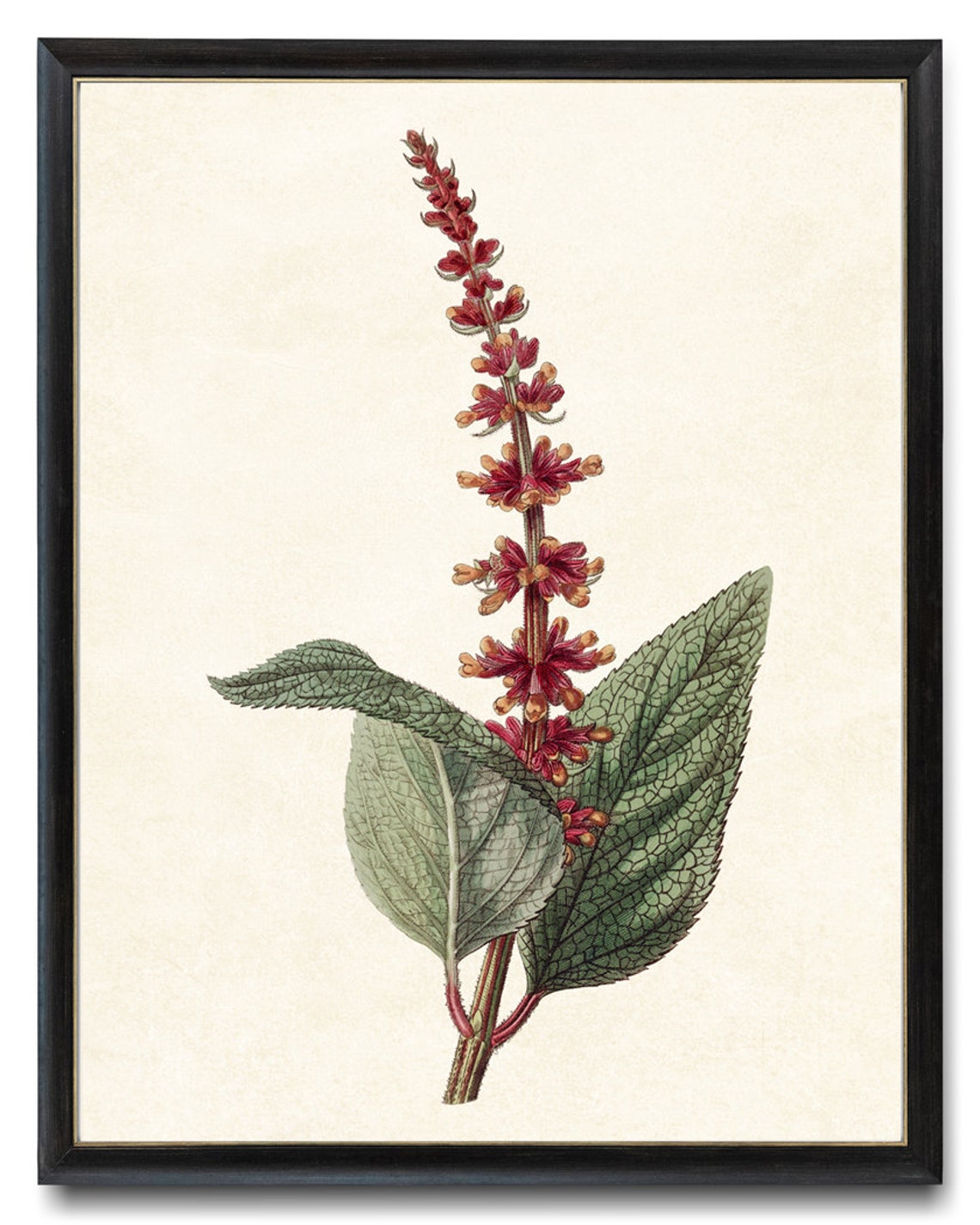 Red Velvet Salvia Spike Vintage Botanical Plant Illustration Poster