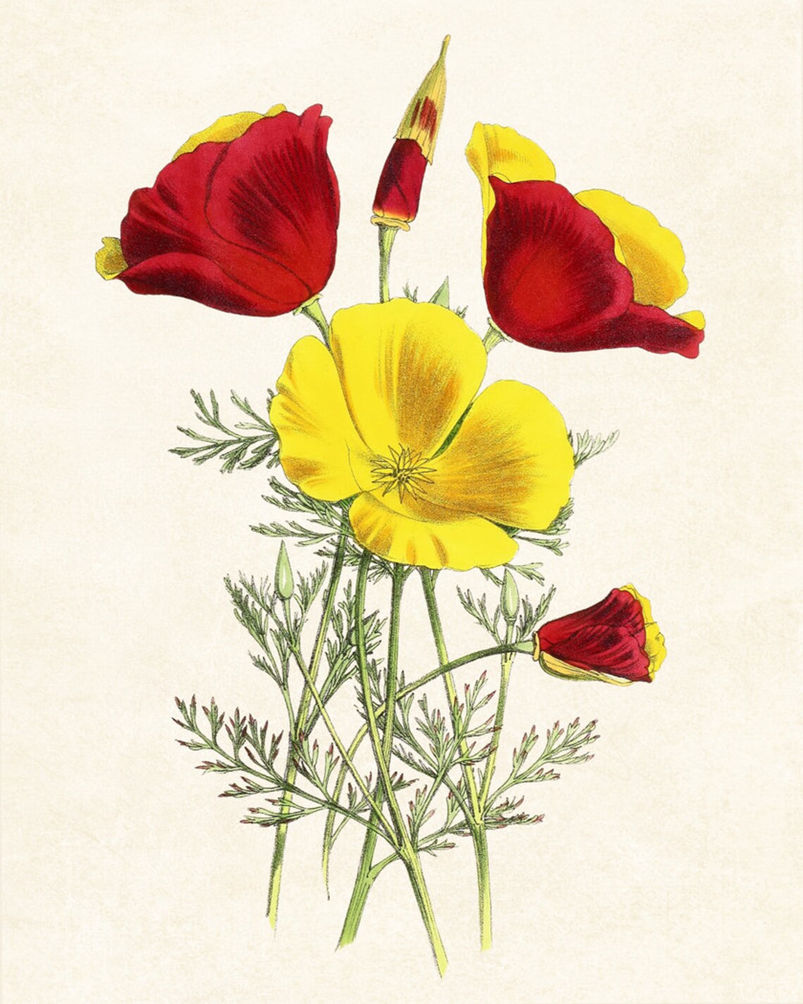 Mandarin California Poppies Vintage Flower Art Print - Image 3