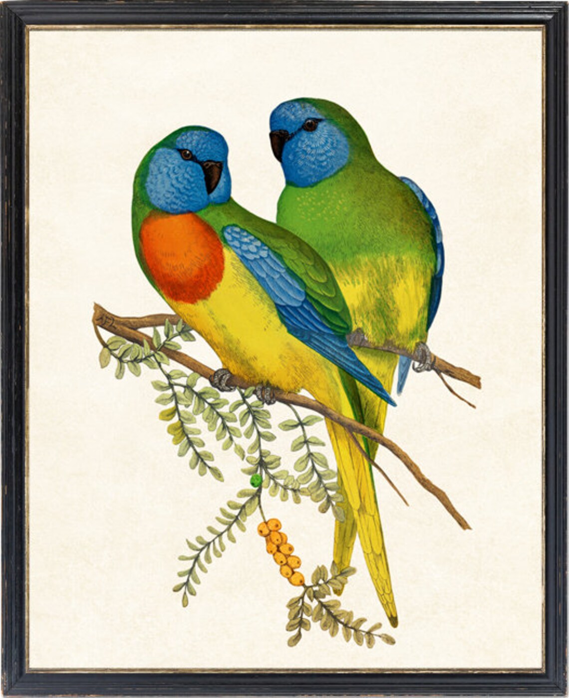 Scarlet Chested Parrot Pair Vintage Bird Illustration Poster - Image 4