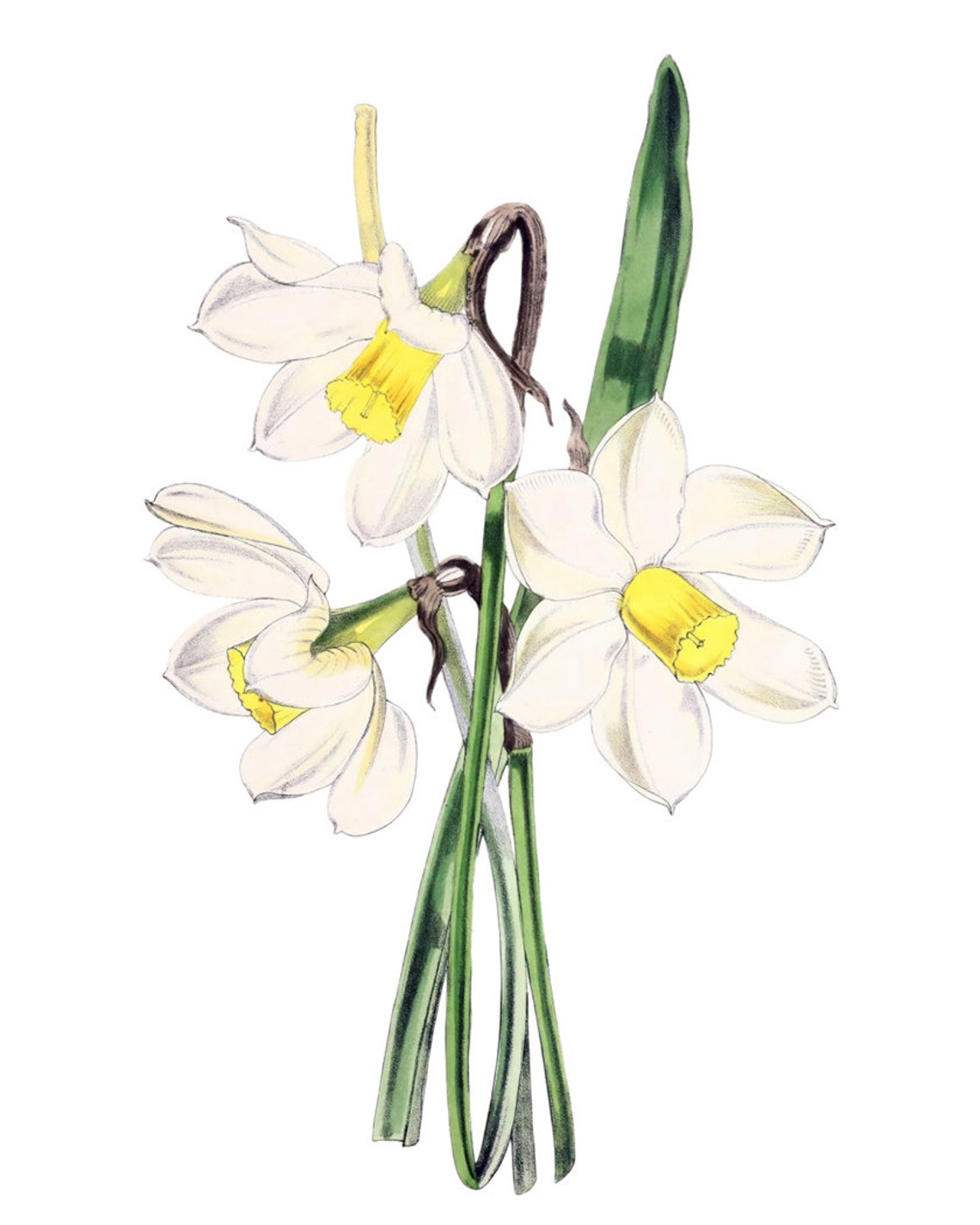 White Narcissus Daffodil Blossoms Grand Antique Botanical Study Poster - Image 3