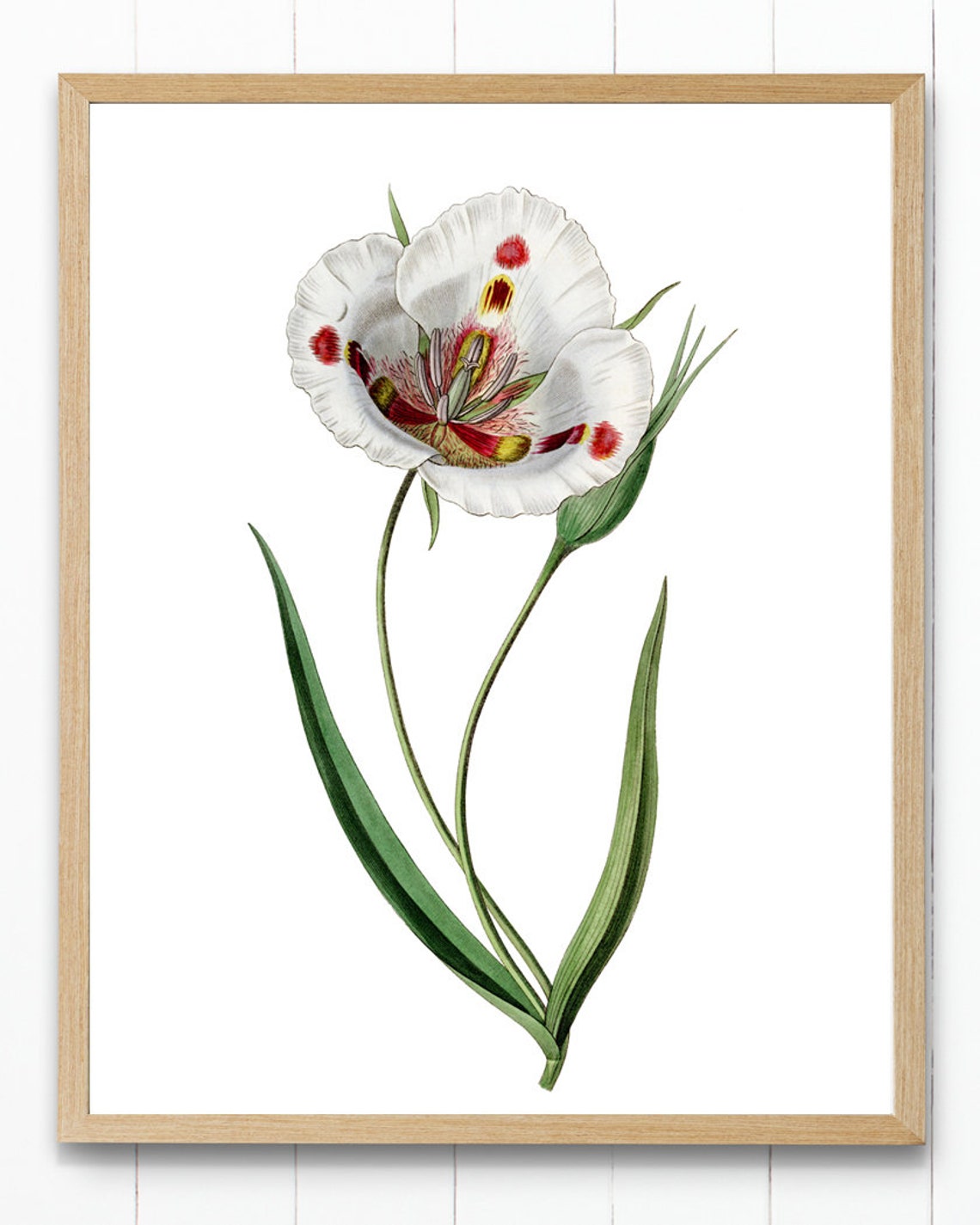 White Mariposa Lily Wildflower Grand Antique Botanical Study Poster - Image 4