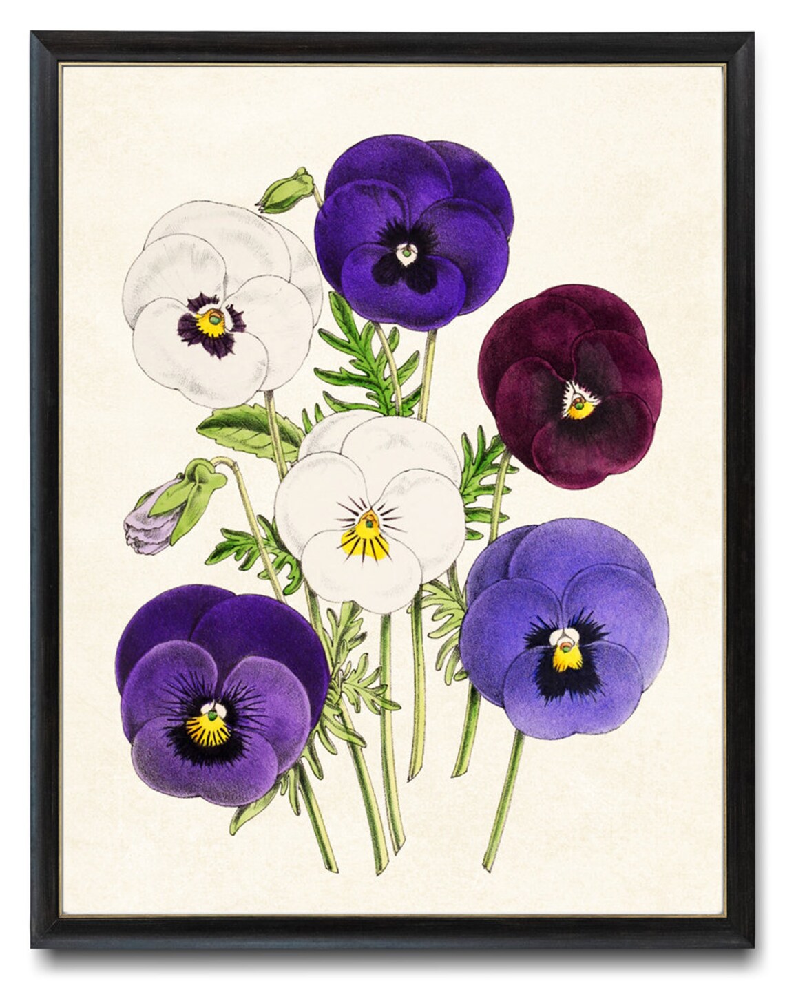 Purple White and Burgundy Pansy Flowers Vintage Botanical Poster Art