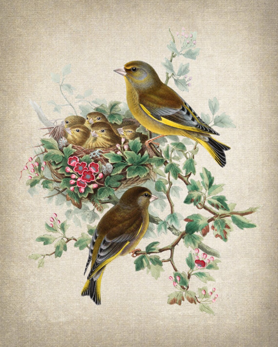 Greenfinch Birds Antique Illustration Art Print - Image 2