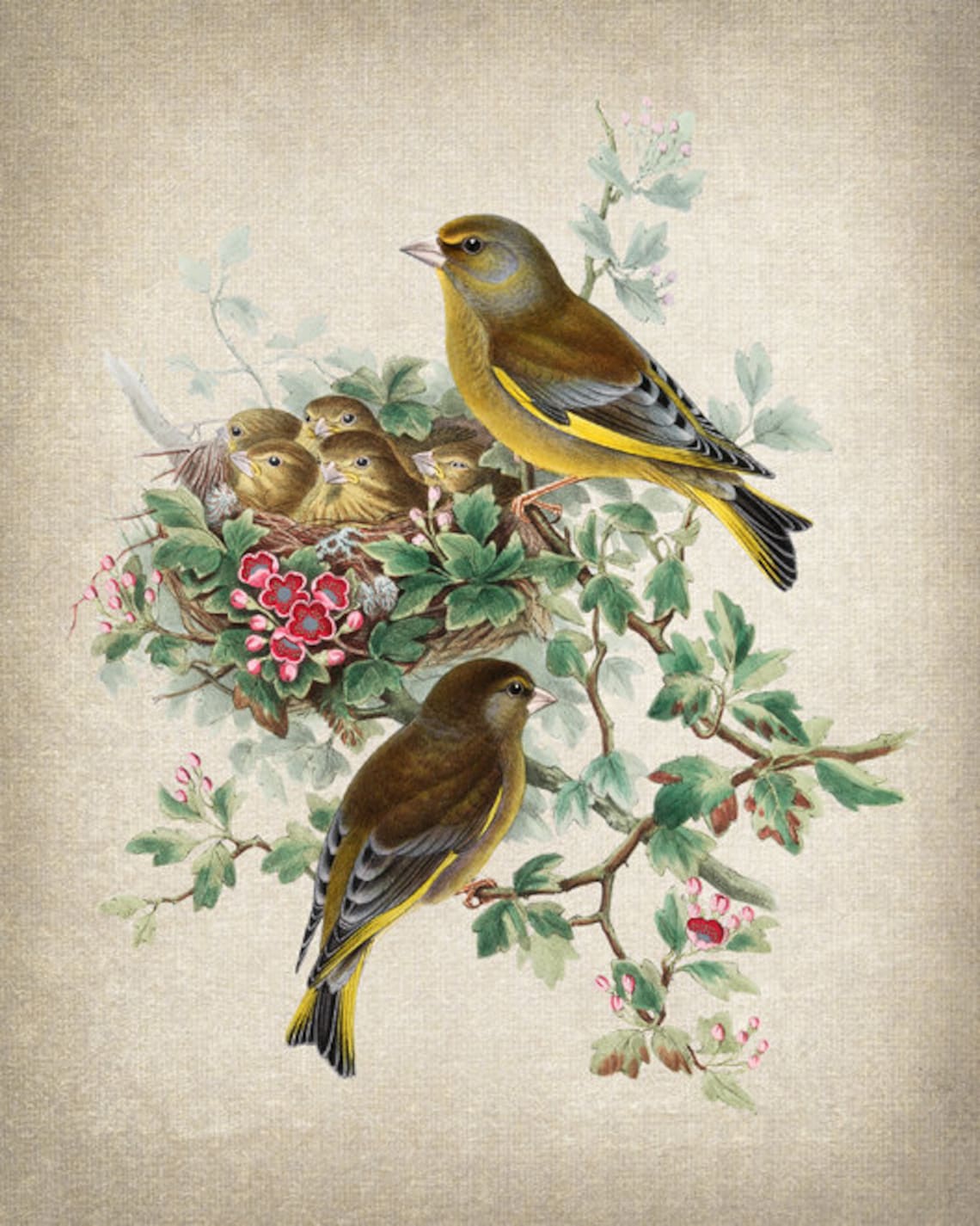 Greenfinch Birds Botanical Antique Illustration Art Print - Image 2