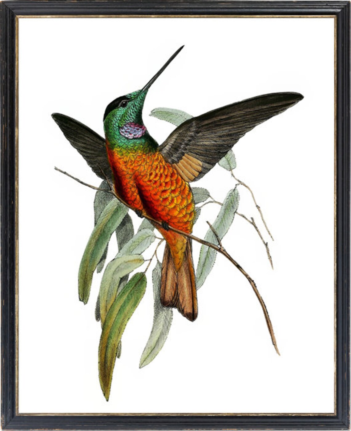 Blue-Throated Starfrontlet Vintage Illustration Art Print - Image 3