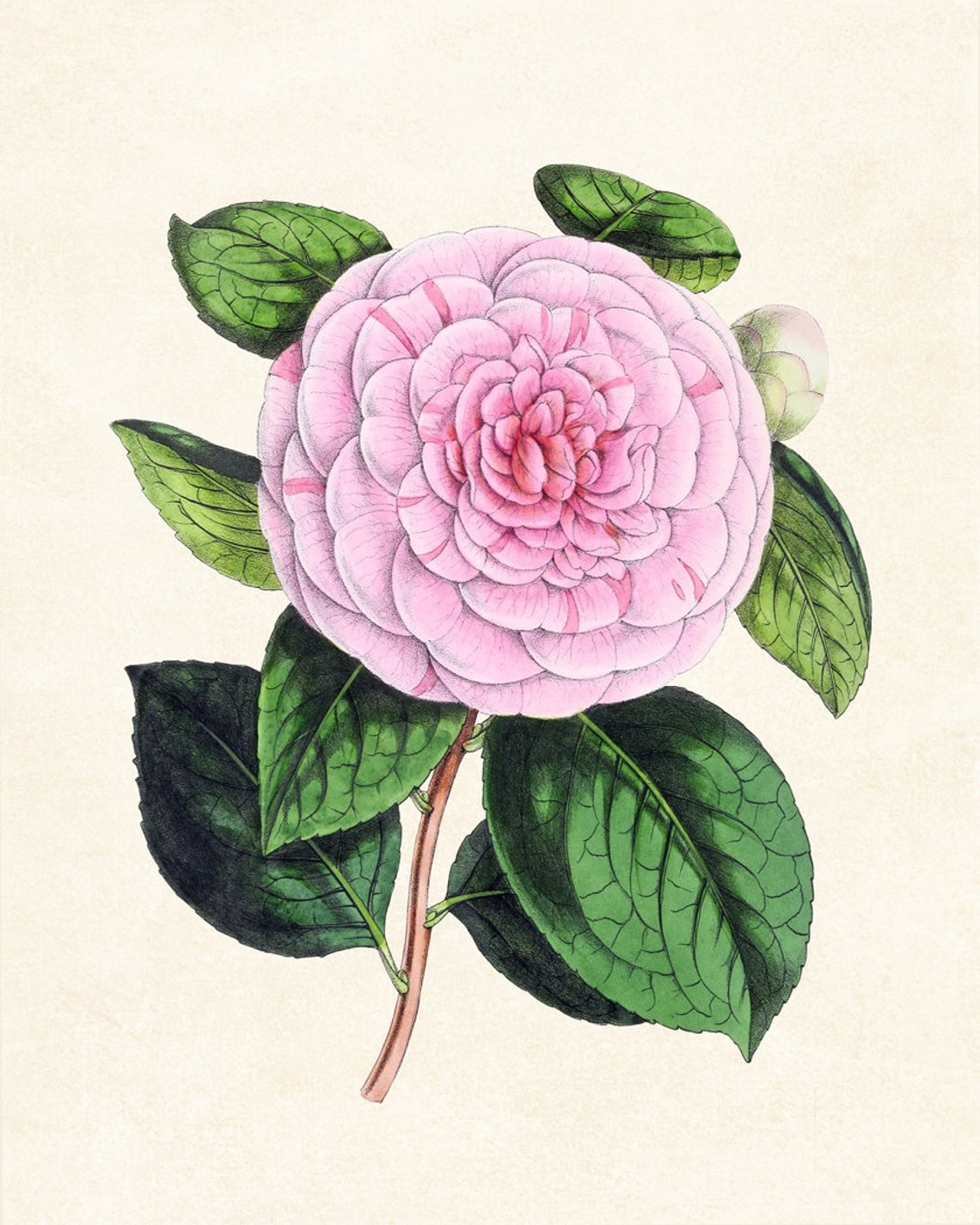 Pink Camellia Blossom with Green Leaves Vintage Botanical Study Poster - Image 3