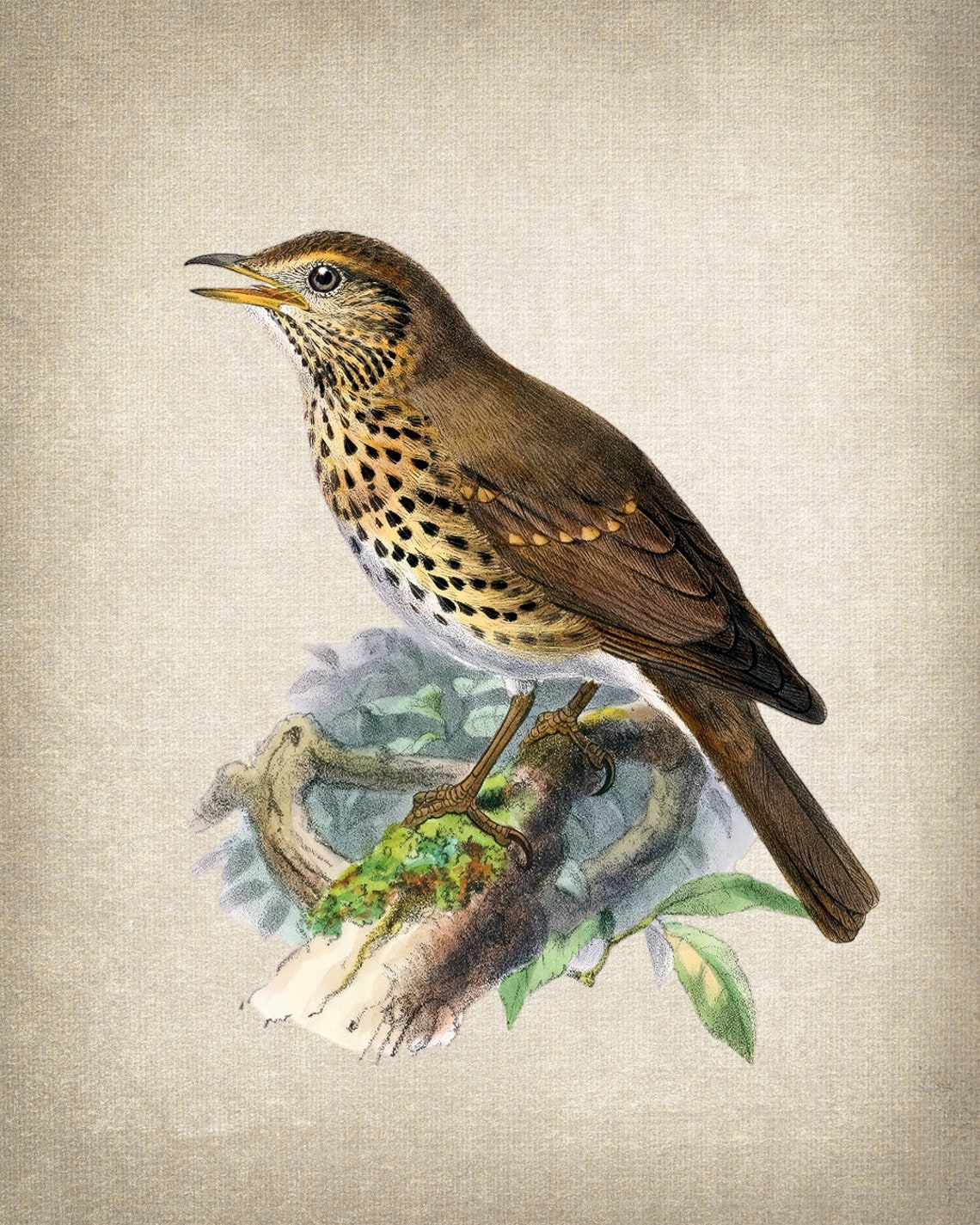 Song Thrush Singing Classic Antique Ornithological Bird Poster - Image 2