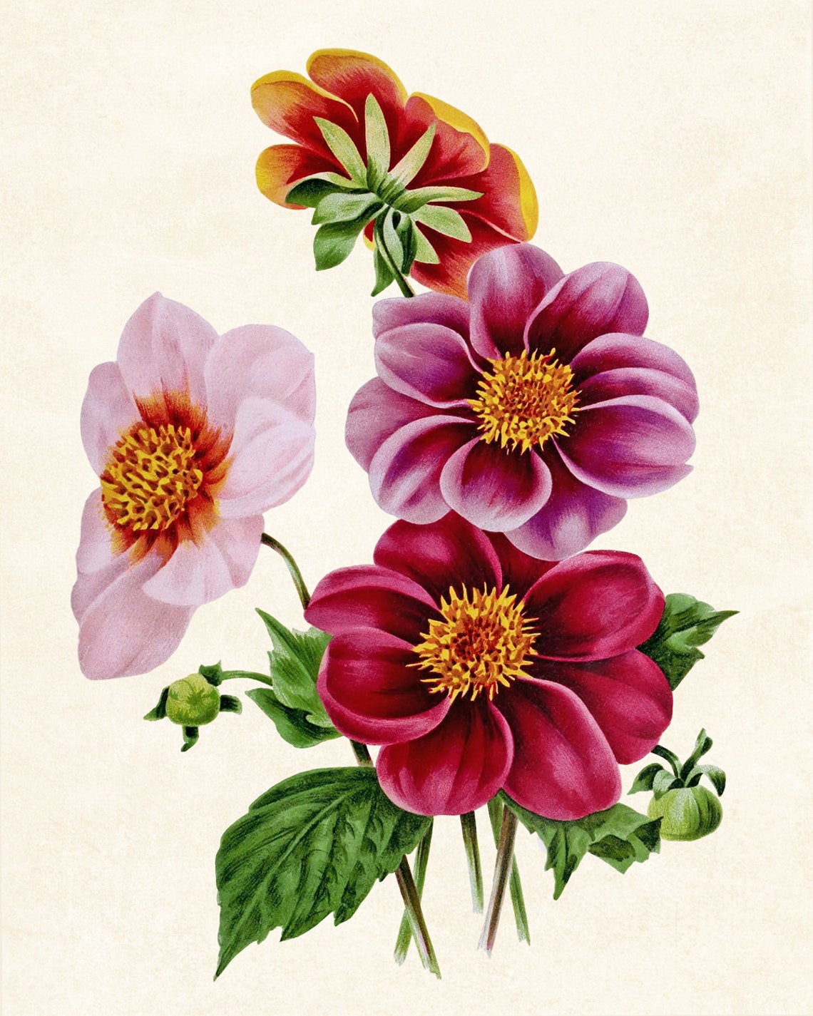 Pink and Red Dahlia Blooms Classic Vintage Botanical Flower Poster - Image 3