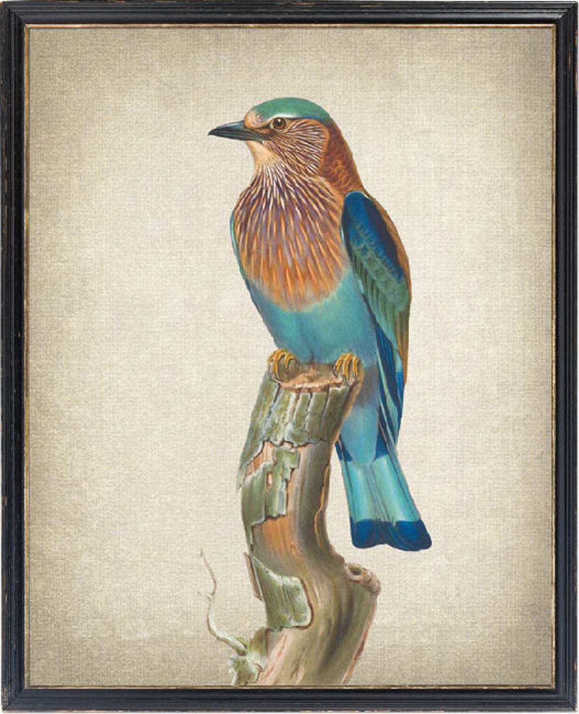 Indian Roller Vintage Bird Illustration Poster with Turquoise Plumage