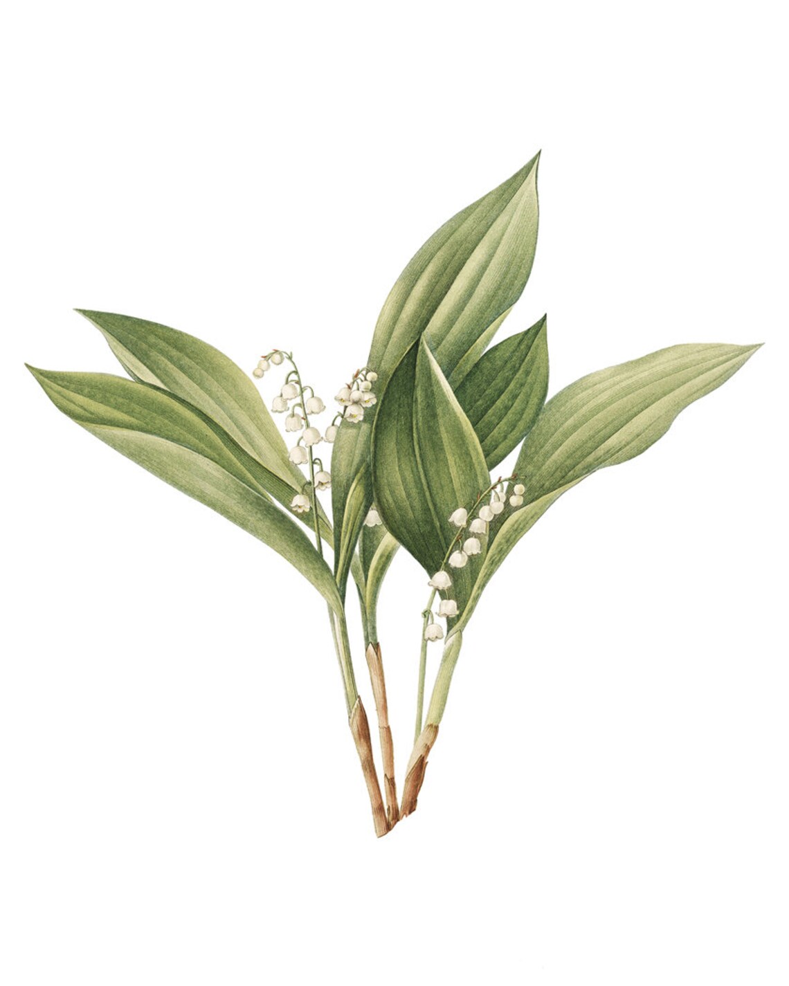 Lily Of The Valley Vintage Botanical Art Print - Image 2