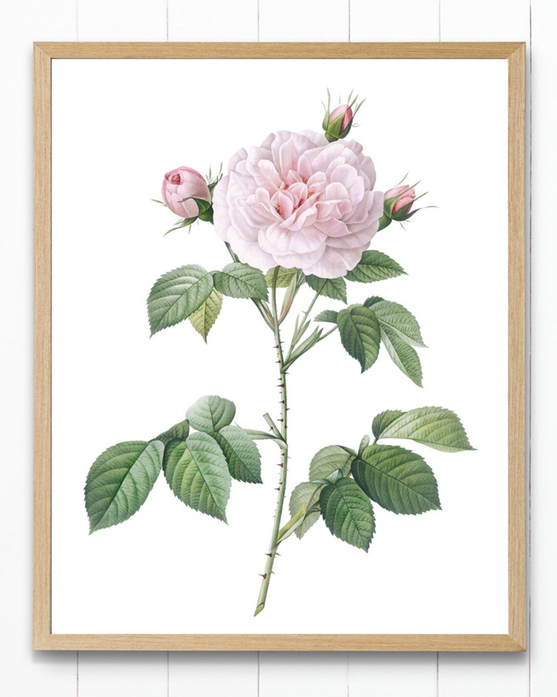 Blush Pink Rose by P.J. Redoute, Vintage Art Print - Image 4