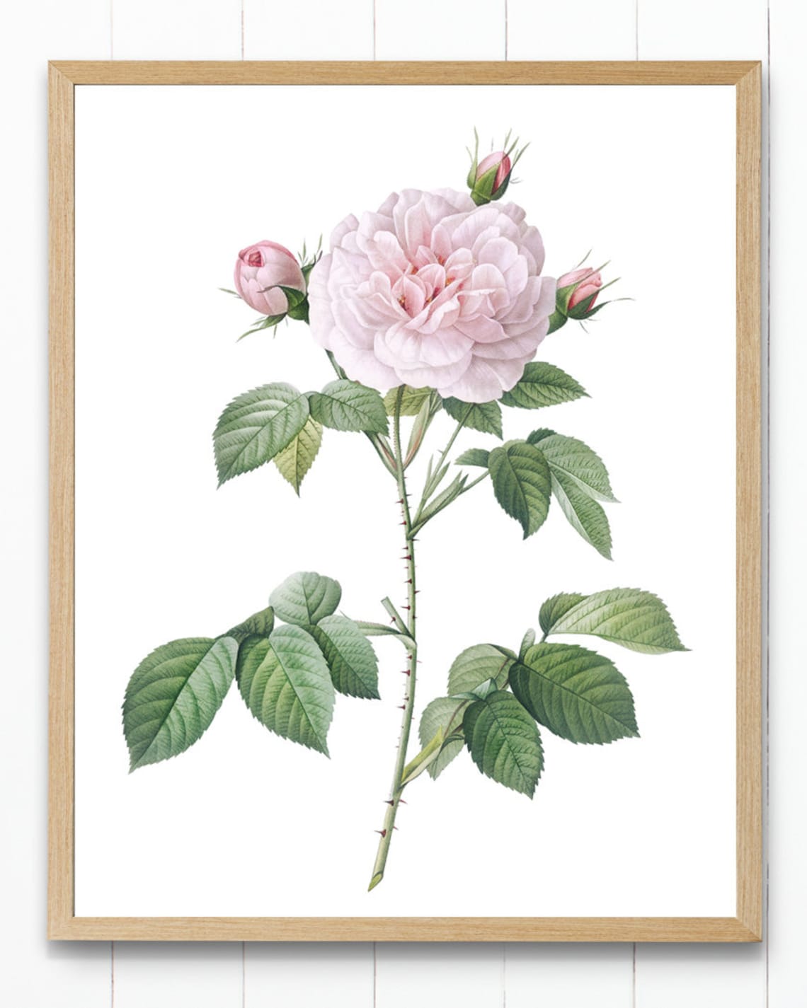 Blush Pink Rose Vintage Botanical Art Print - Image 4