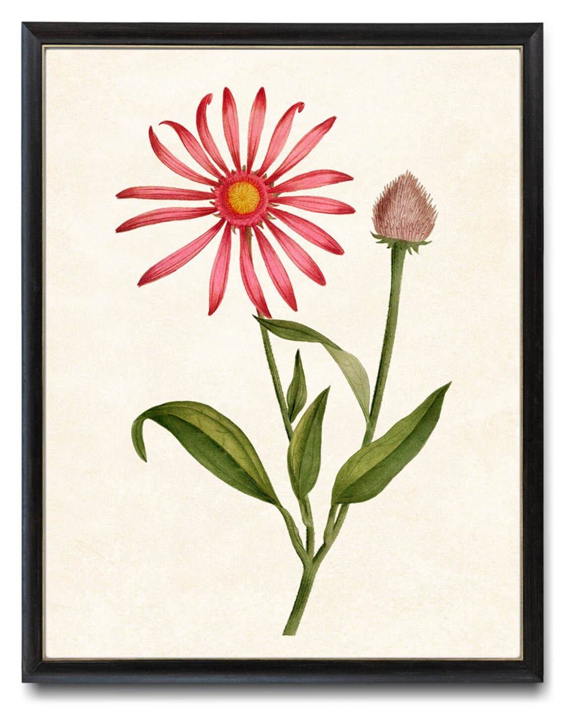 Pink Flower Vintage Illustration Rudbeckia Pourpre Art Print