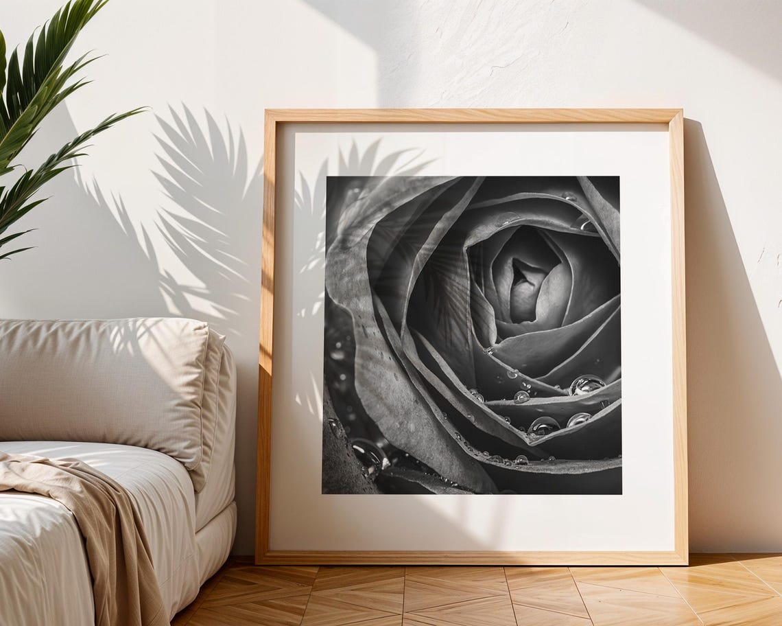 Black And White Rose Macro Water Droplets Photography Poster