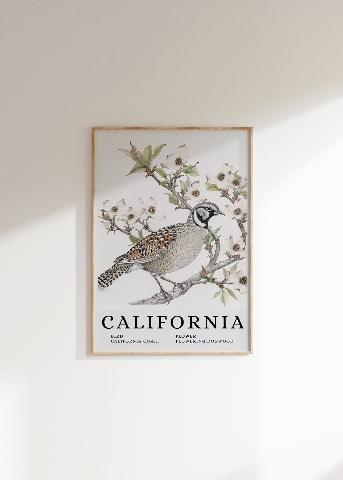 California Quail Flowering Dogwood Bird and Flower Art Print