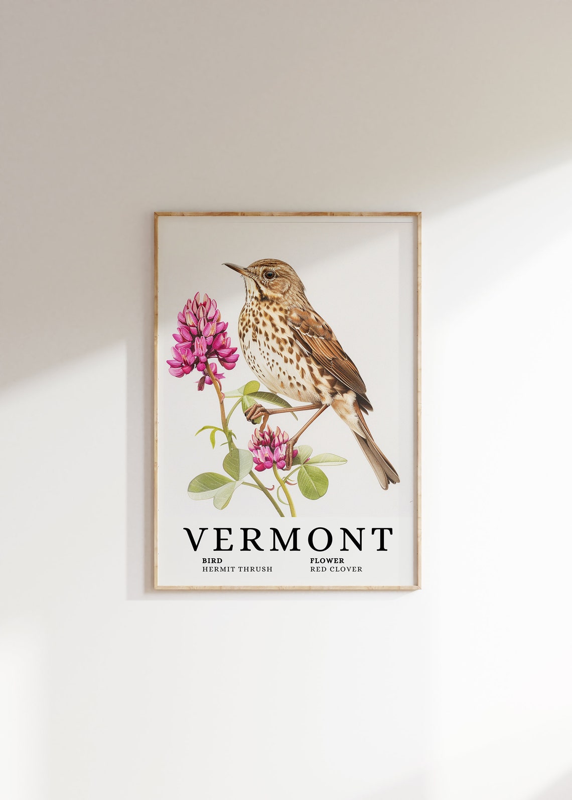 Vermont Hermit Thrush Red Clover Botanical Bird and Flower Art Print