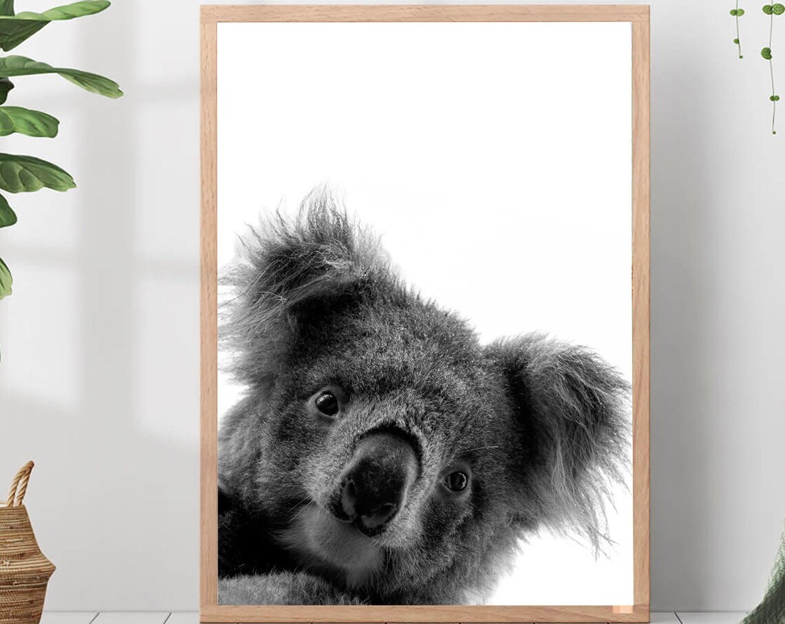 Curious Koala Close-Up Portrait Black and White Photo Nursery Print