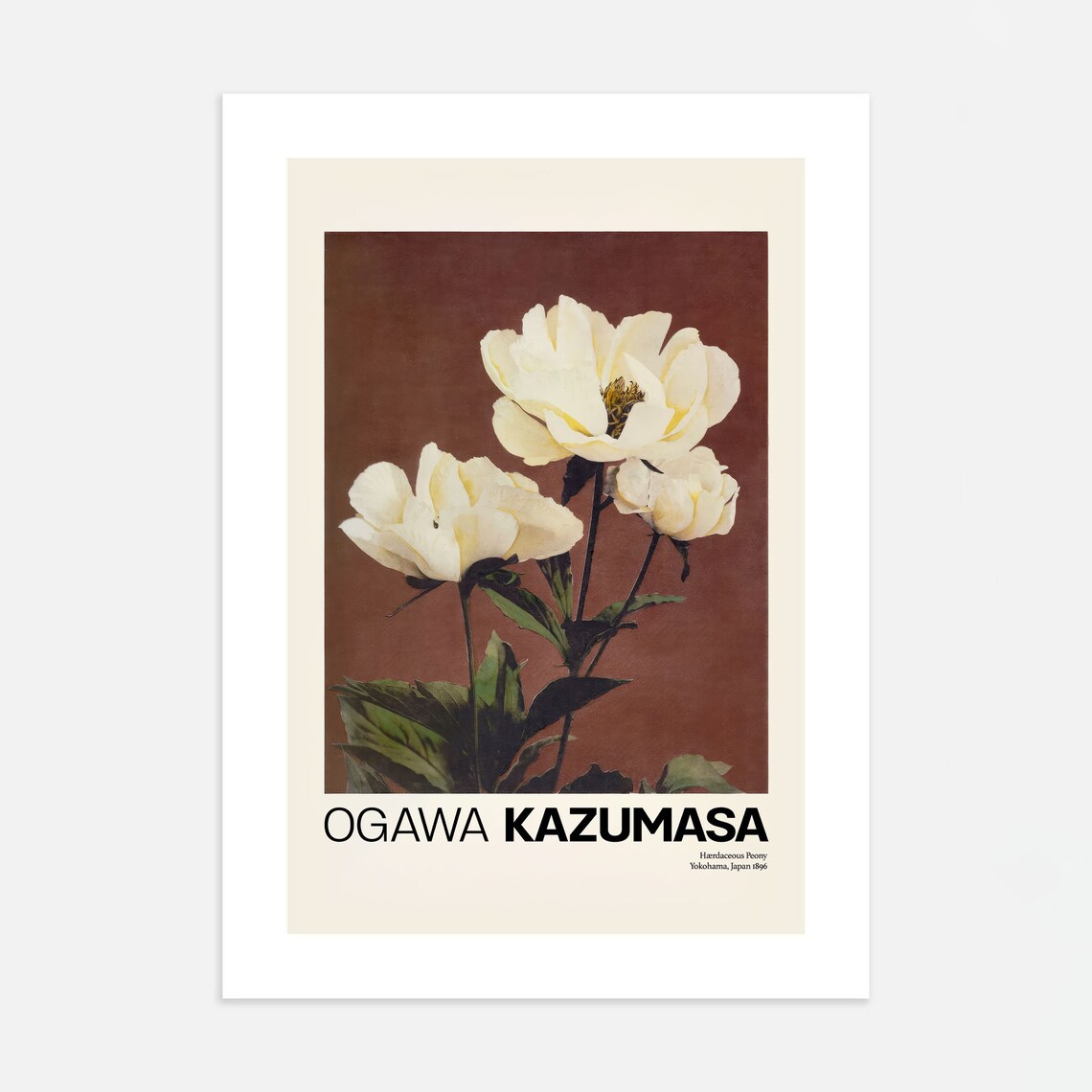 Ogawa Kazumasa Herbaceous Peony 1896 Japanese Botanical Poster - Image 4