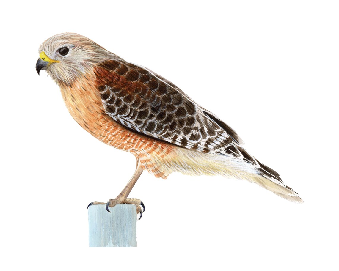 Red Shouldered Hawk Watercolor Art Print, Birds of Prey - Image 2