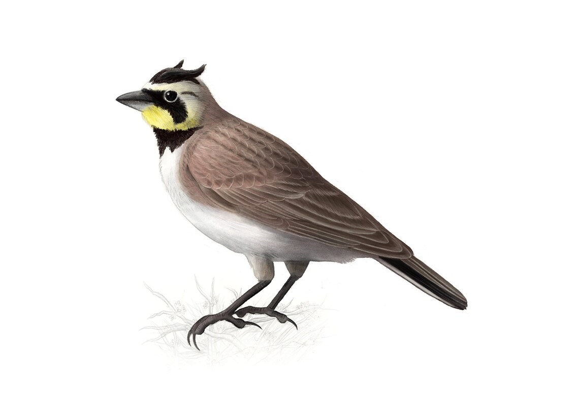 Horned Lark with Yellow Face Mask Bird Illustration Artwork Poster - Image 2