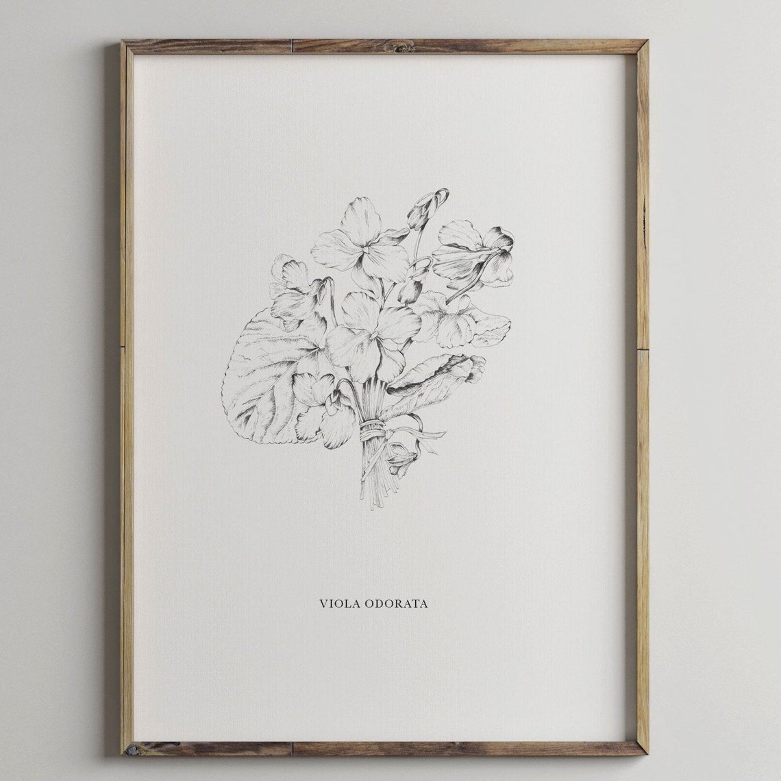 Viola Odorata Botanical Line Drawing Wild Violet Flower Poster - Image 2