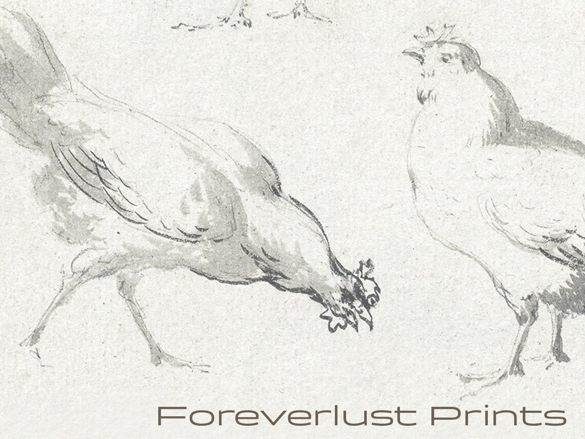 Vintage Hen Chicken Sketch Farmyard Birds Antique Drawing Art Print - Image 2