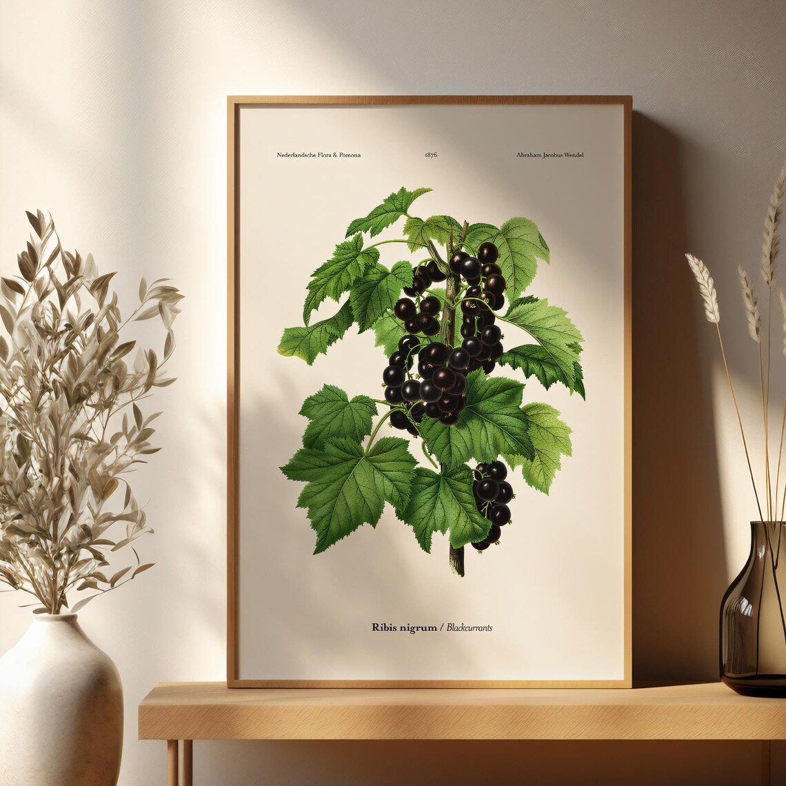 Vintage Blackcurrant Botanical Illustration Fruit Plant Art Poster - Image 3