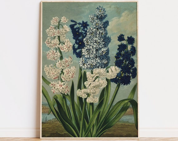 Hyacinths Botanical Art Print, Antique Flower Study