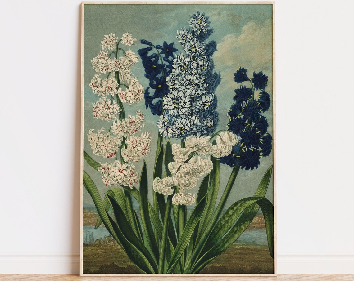 Hyacinths Botanical Art Print, Antique Flower Study