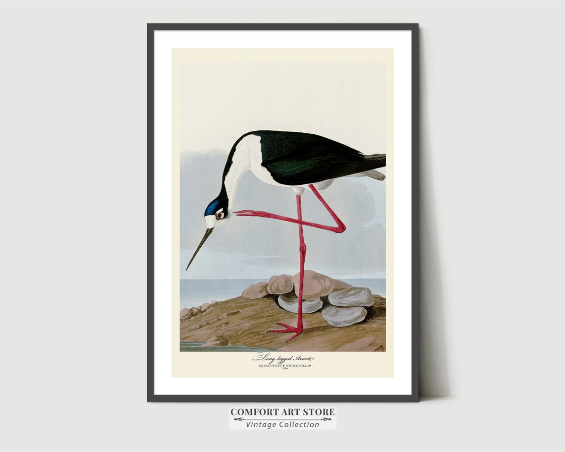 Long Legged Avocet Audubon Style Vintage Red Leg Wader Bird Poster - Image 2